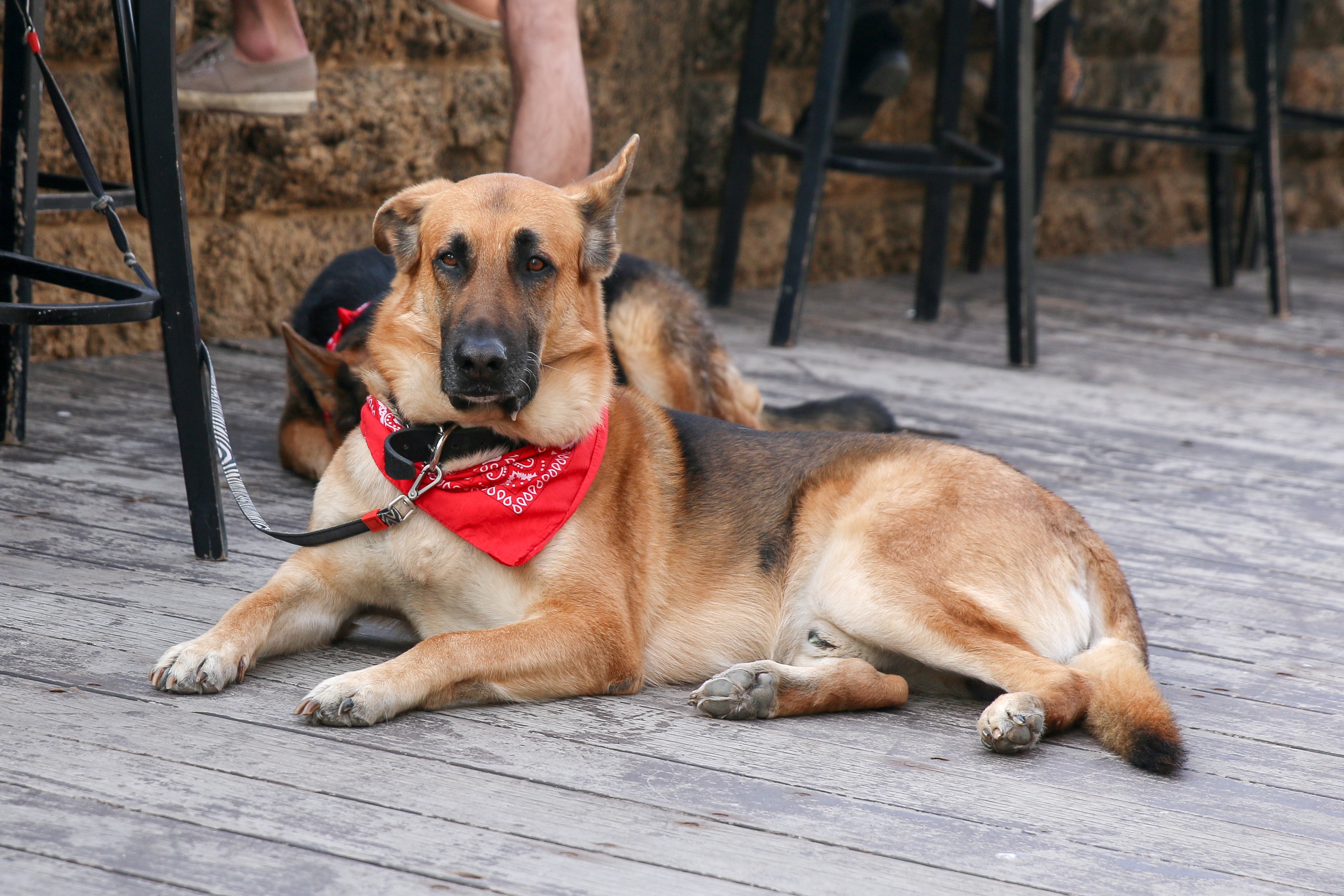 Accesorii pentru animale de companie